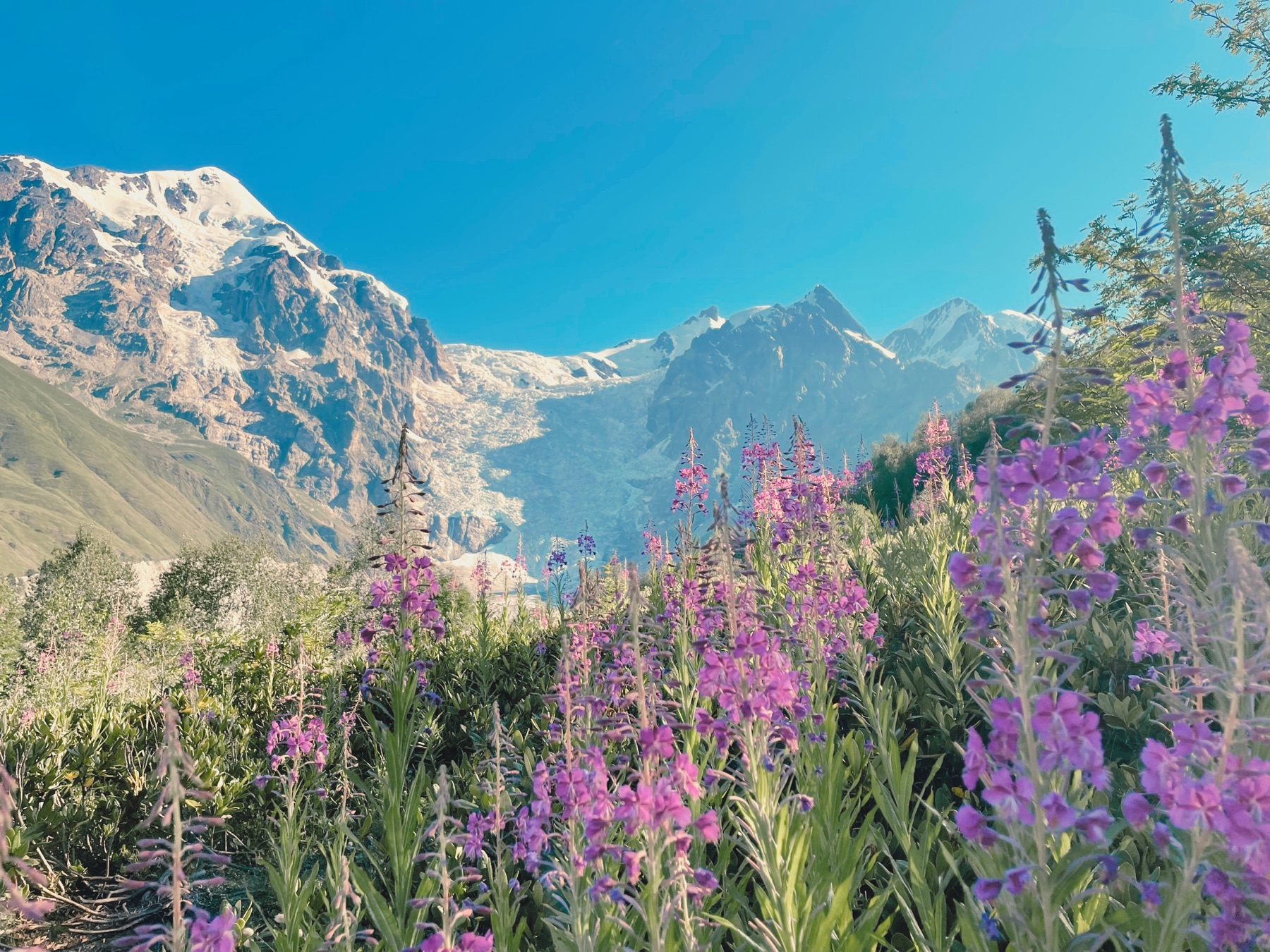 Blühendes Weidenröschen vor Gletscher und Bergen